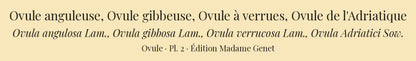 Ovula angulosa, Ovula gibbosa, Ovula verrucosa and Ovula Adriatici — Ovule anguleuse, Ovule gibbeuse, Ovule à verrues and Ovule de l'Adriatique, hand-engraved plate 2 from Kiener, Coquilles vivantes, Paris.