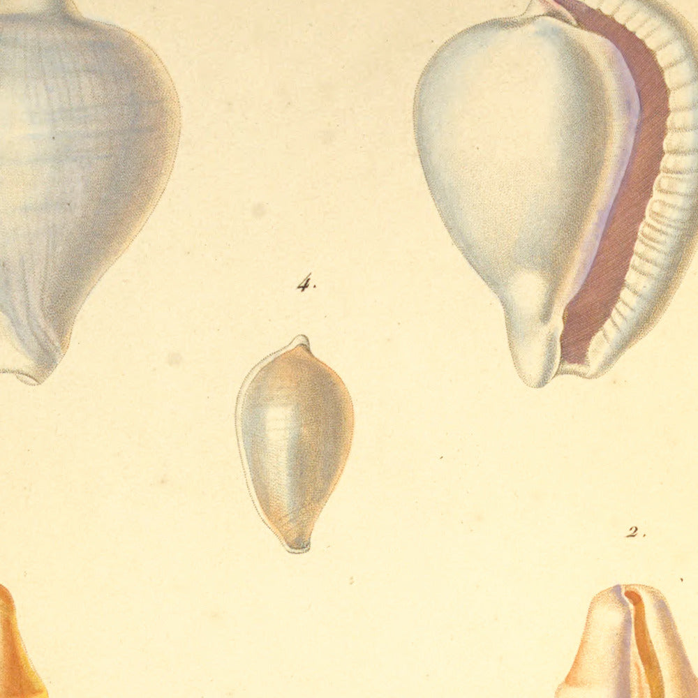 Ovula angulosa, Ovula gibbosa, Ovula verrucosa and Ovula Adriatici — Ovule anguleuse, Ovule gibbeuse, Ovule à verrues and Ovule de l'Adriatique, hand-engraved plate 2 from Kiener, Coquilles vivantes, Paris.