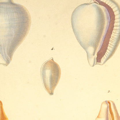 Ovula angulosa, Ovula gibbosa, Ovula verrucosa and Ovula Adriatici — Ovule anguleuse, Ovule gibbeuse, Ovule à verrues and Ovule de l'Adriatique, hand-engraved plate 2 from Kiener, Coquilles vivantes, Paris.