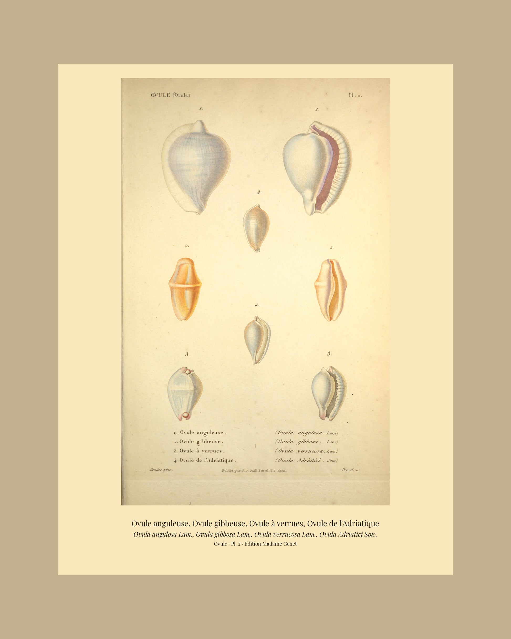 Ovula angulosa, Ovula gibbosa, Ovula verrucosa and Ovula Adriatici — Ovule anguleuse, Ovule gibbeuse, Ovule à verrues and Ovule de l'Adriatique, hand-engraved plate 2 from Kiener, Coquilles vivantes, Paris.