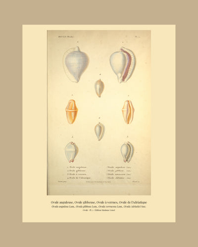 Ovula angulosa, Ovula gibbosa, Ovula verrucosa and Ovula Adriatici — Ovule anguleuse, Ovule gibbeuse, Ovule à verrues and Ovule de l'Adriatique, hand-engraved plate 2 from Kiener, Coquilles vivantes, Paris.