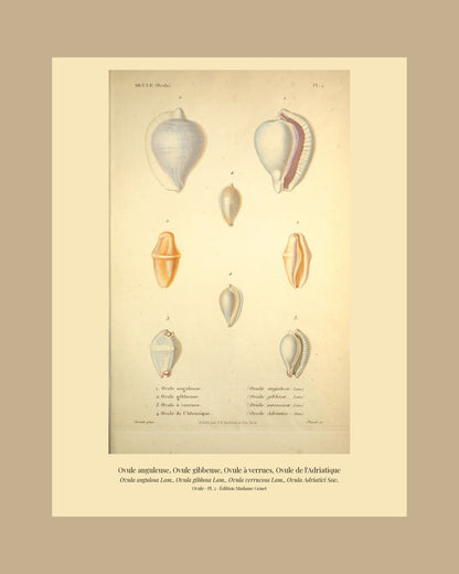 Ovula angulosa, Ovula gibbosa, Ovula verrucosa and Ovula Adriatici — Ovule anguleuse, Ovule gibbeuse, Ovule à verrues and Ovule de l'Adriatique, hand-engraved plate 2 from Kiener, Coquilles vivantes, Paris.