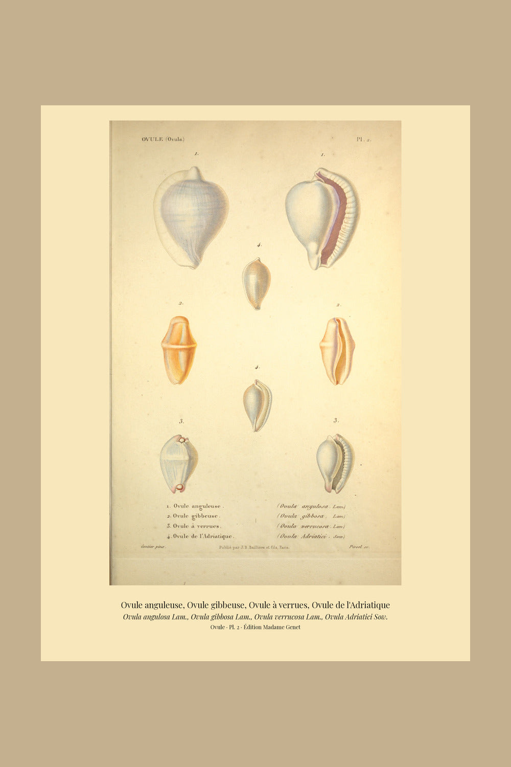 Ovula angulosa, Ovula gibbosa, Ovula verrucosa and Ovula Adriatici — Ovule anguleuse, Ovule gibbeuse, Ovule à verrues and Ovule de l'Adriatique, hand-engraved plate 2 from Kiener, Coquilles vivantes, Paris.