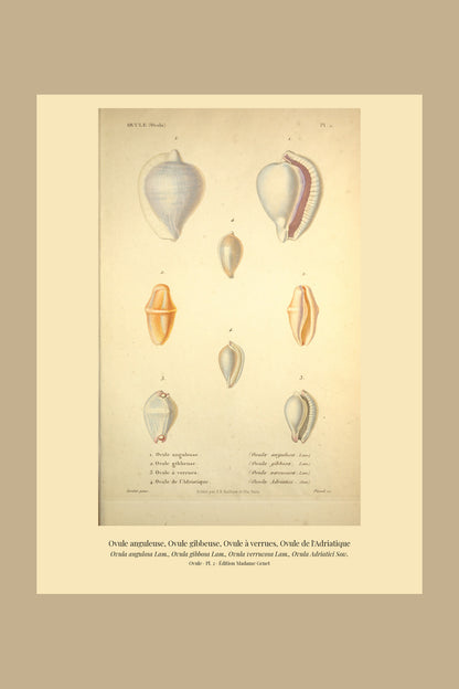 Ovula angulosa, Ovula gibbosa, Ovula verrucosa and Ovula Adriatici — Ovule anguleuse, Ovule gibbeuse, Ovule à verrues and Ovule de l'Adriatique, hand-engraved plate 2 from Kiener, Coquilles vivantes, Paris.