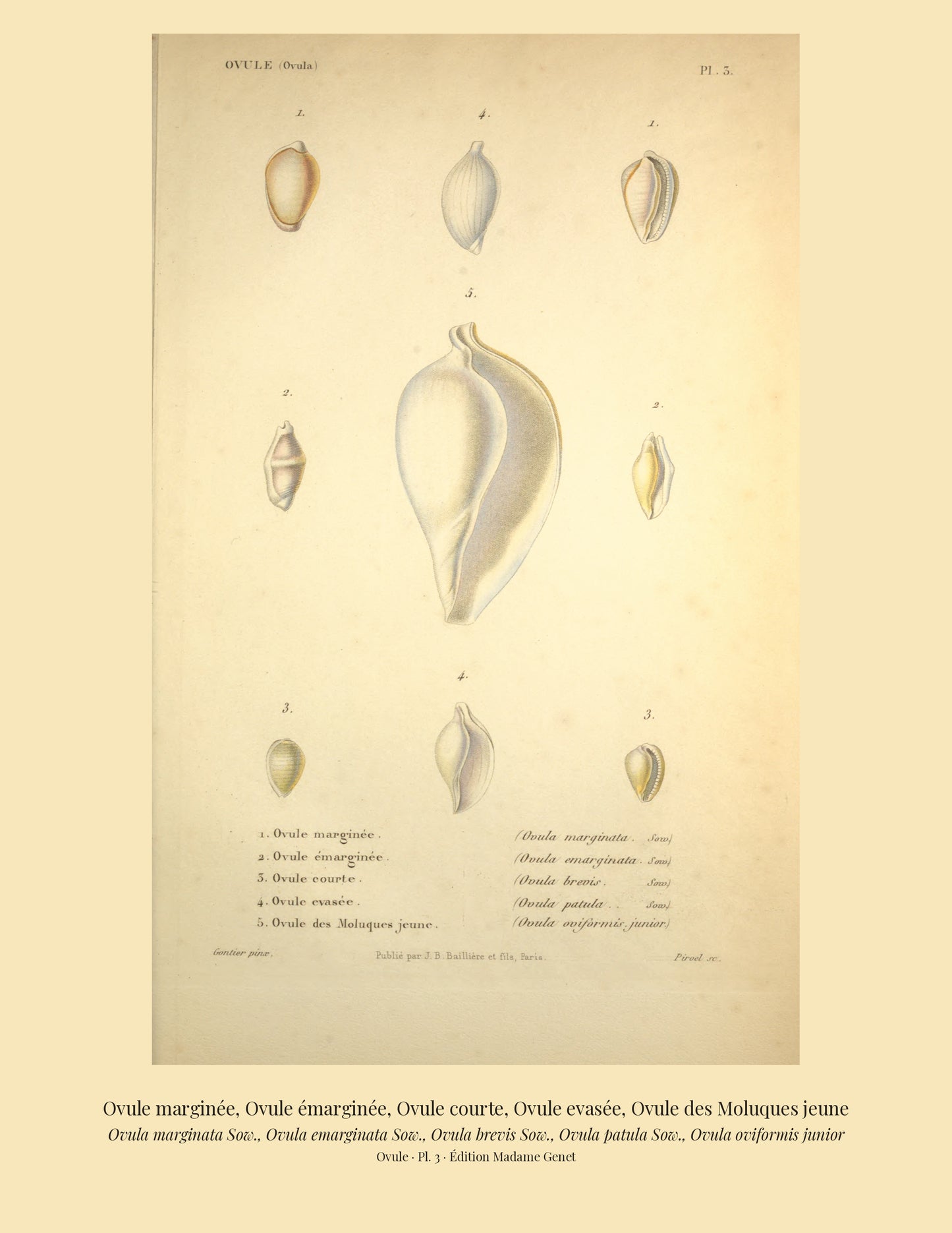 Ovula marginata, Ovula emarginata, Ovula brevis, Ovula patula and Ovula oviformis junior — Ovule marginée, Ovule émarginée, Ovule courte, Ovule evasée and Ovule des Moluques jeune, hand-engraved plate 3 from Kiener, Coquilles vivantes, Paris.