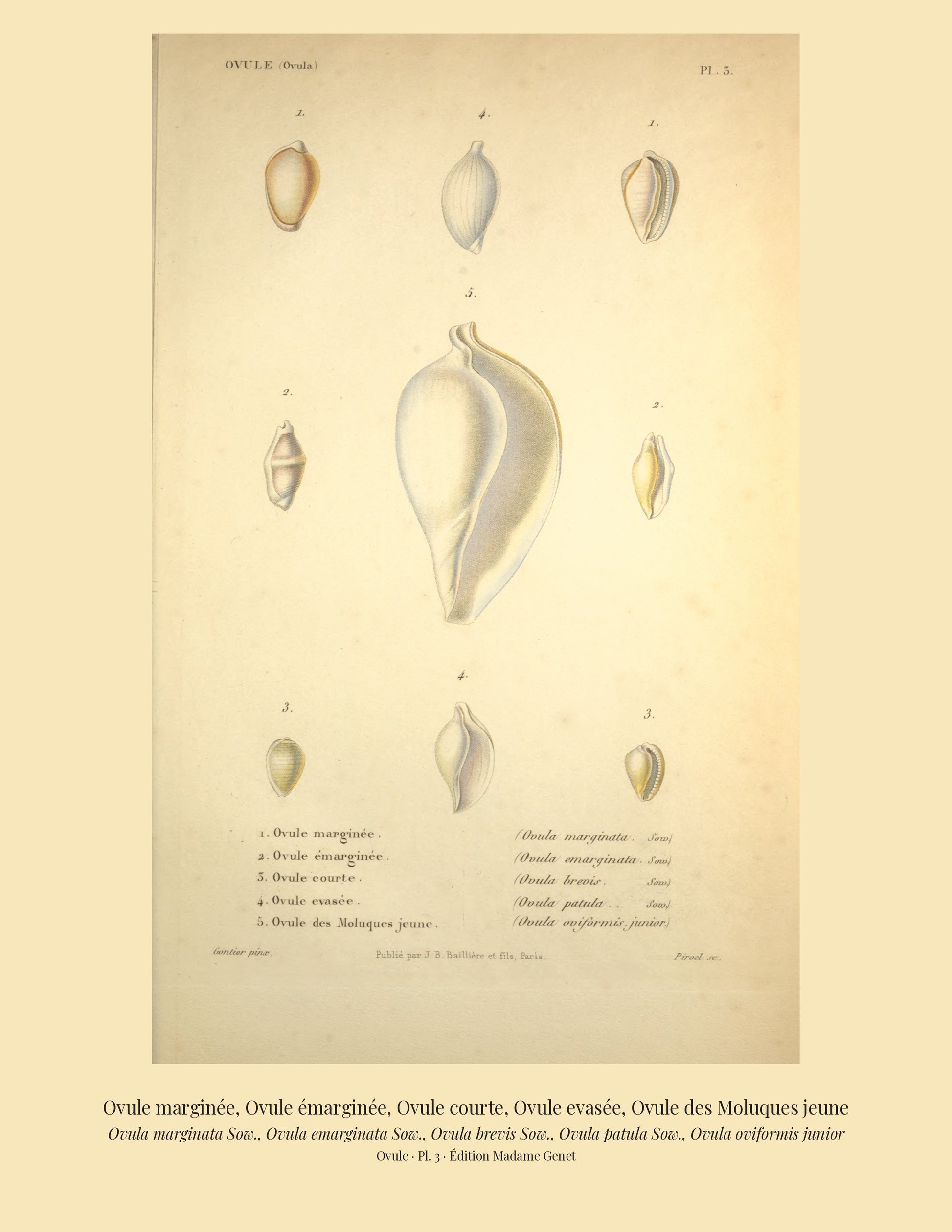 Ovula marginata, Ovula emarginata, Ovula brevis, Ovula patula and Ovula oviformis junior — Ovule marginée, Ovule émarginée, Ovule courte, Ovule evasée and Ovule des Moluques jeune, hand-engraved plate 3 from Kiener, Coquilles vivantes, Paris.