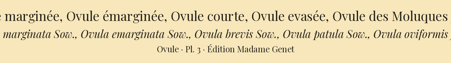 Ovula marginata, Ovula emarginata, Ovula brevis, Ovula patula and Ovula oviformis junior — Ovule marginée, Ovule émarginée, Ovule courte, Ovule evasée and Ovule des Moluques jeune, hand-engraved plate 3 from Kiener, Coquilles vivantes, Paris.