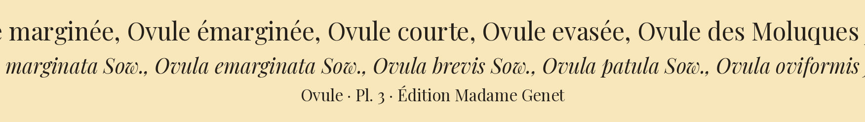 Ovula marginata, Ovula emarginata, Ovula brevis, Ovula patula and Ovula oviformis junior — Ovule marginée, Ovule émarginée, Ovule courte, Ovule evasée and Ovule des Moluques jeune, hand-engraved plate 3 from Kiener, Coquilles vivantes, Paris.