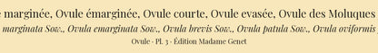 Ovula marginata, Ovula emarginata, Ovula brevis, Ovula patula and Ovula oviformis junior — Ovule marginée, Ovule émarginée, Ovule courte, Ovule evasée and Ovule des Moluques jeune, hand-engraved plate 3 from Kiener, Coquilles vivantes, Paris.
