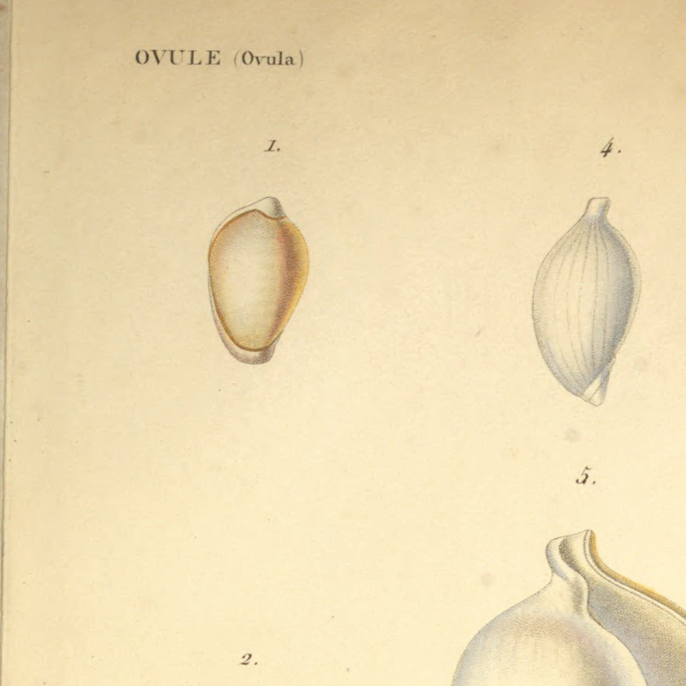 Ovula marginata, Ovula emarginata, Ovula brevis, Ovula patula and Ovula oviformis junior — Ovule marginée, Ovule émarginée, Ovule courte, Ovule evasée and Ovule des Moluques jeune, hand-engraved plate 3 from Kiener, Coquilles vivantes, Paris.