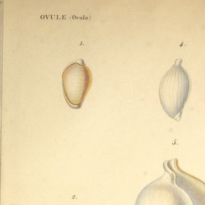 Ovula marginata, Ovula emarginata, Ovula brevis, Ovula patula and Ovula oviformis junior — Ovule marginée, Ovule émarginée, Ovule courte, Ovule evasée and Ovule des Moluques jeune, hand-engraved plate 3 from Kiener, Coquilles vivantes, Paris.
