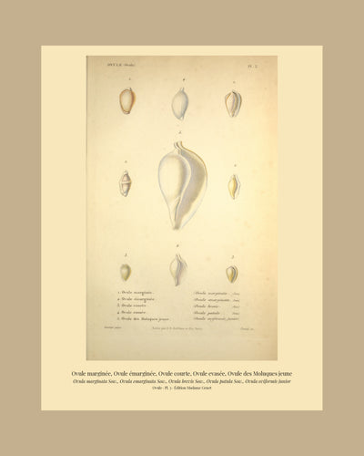 Ovula marginata, Ovula emarginata, Ovula brevis, Ovula patula and Ovula oviformis junior — Ovule marginée, Ovule émarginée, Ovule courte, Ovule evasée and Ovule des Moluques jeune, hand-engraved plate 3 from Kiener, Coquilles vivantes, Paris.
