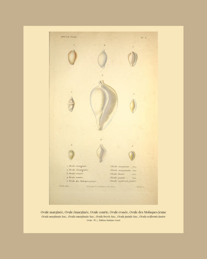Ovula marginata, Ovula emarginata, Ovula brevis, Ovula patula and Ovula oviformis junior — Ovule marginée, Ovule émarginée, Ovule courte, Ovule evasée and Ovule des Moluques jeune, hand-engraved plate 3 from Kiener, Coquilles vivantes, Paris.