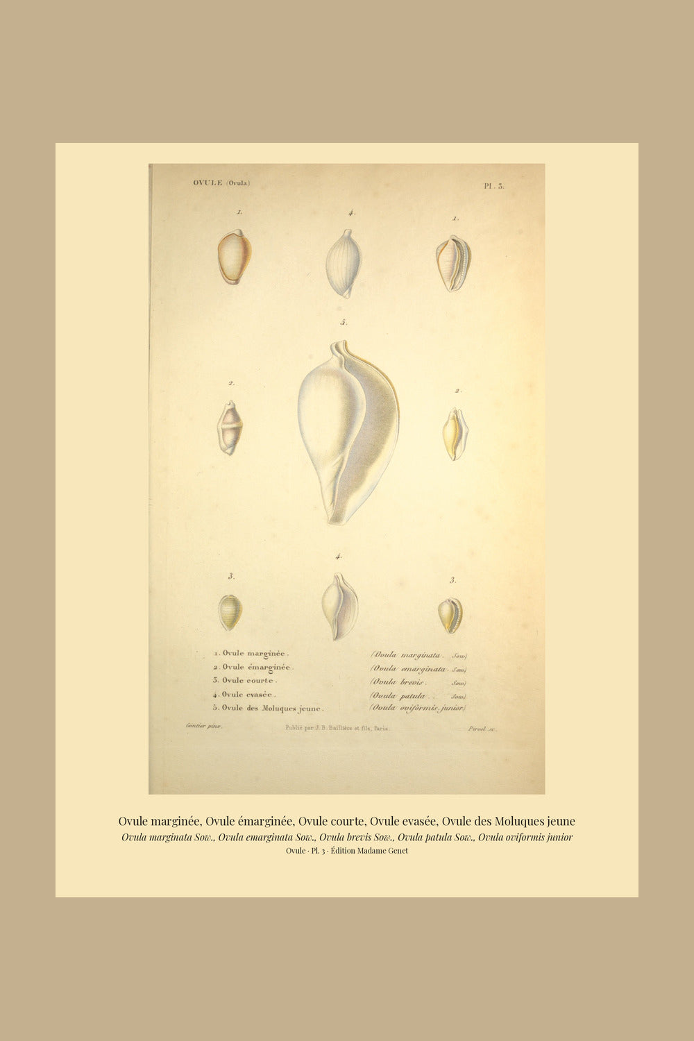 Ovula marginata, Ovula emarginata, Ovula brevis, Ovula patula and Ovula oviformis junior — Ovule marginée, Ovule émarginée, Ovule courte, Ovule evasée and Ovule des Moluques jeune, hand-engraved plate 3 from Kiener, Coquilles vivantes, Paris.