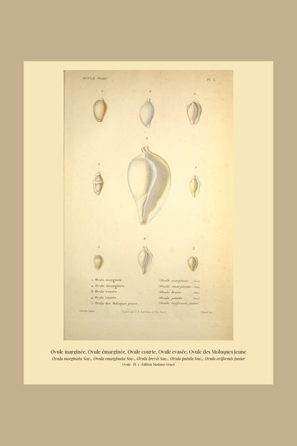 Ovula marginata, Ovula emarginata, Ovula brevis, Ovula patula and Ovula oviformis junior — Ovule marginée, Ovule émarginée, Ovule courte, Ovule evasée and Ovule des Moluques jeune, hand-engraved plate 3 from Kiener, Coquilles vivantes, Paris.