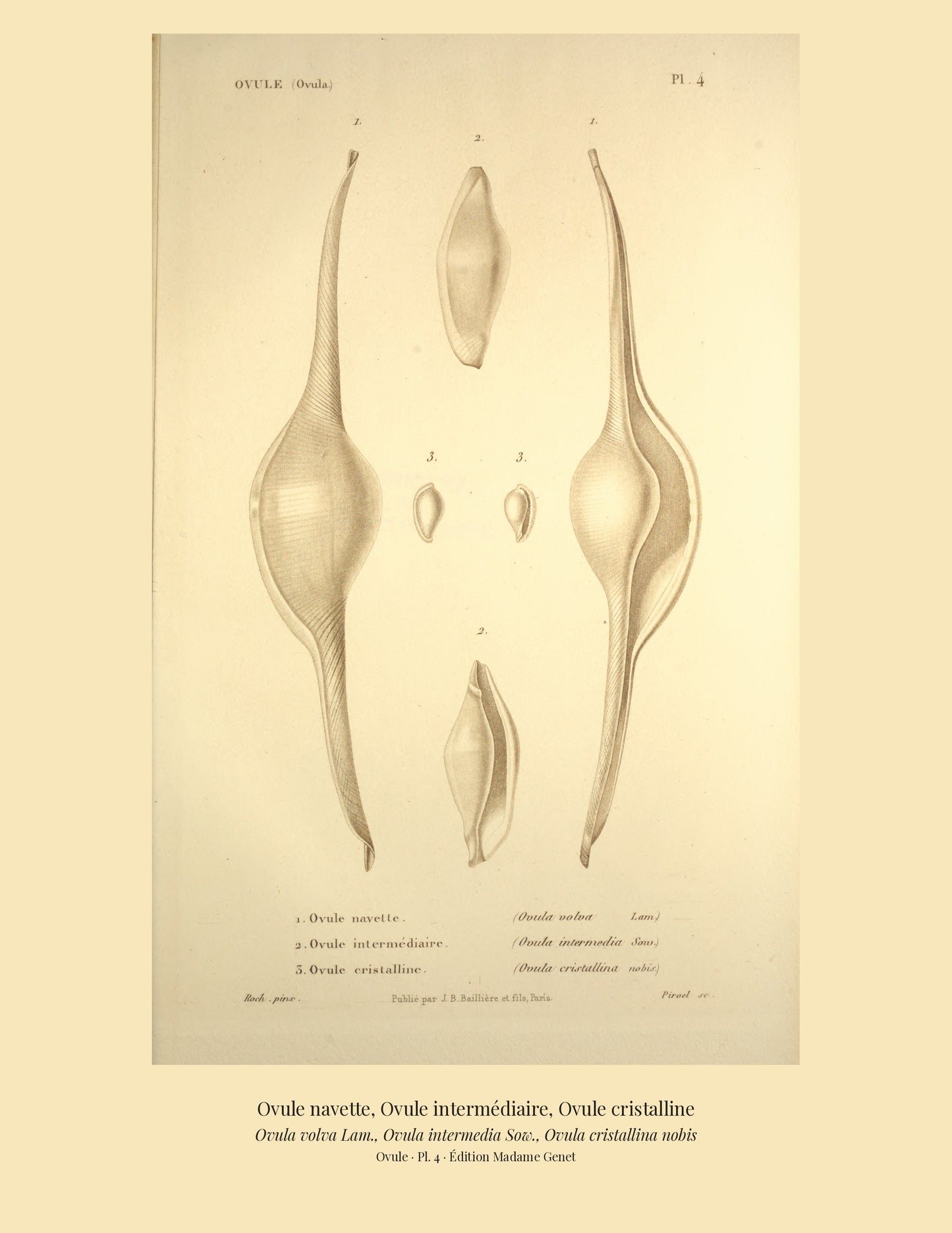 Ovula volva, Ovula intermedia and Ovula cristallina — Ovule navette, Ovule intermédiaire and Ovule cristalline, hand-engraved plate 4 from Kiener, Coquilles vivantes, Paris.