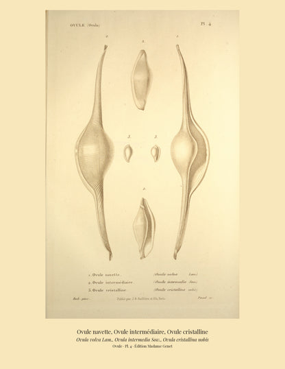 Ovula volva, Ovula intermedia and Ovula cristallina — Ovule navette, Ovule intermédiaire and Ovule cristalline, hand-engraved plate 4 from Kiener, Coquilles vivantes, Paris.