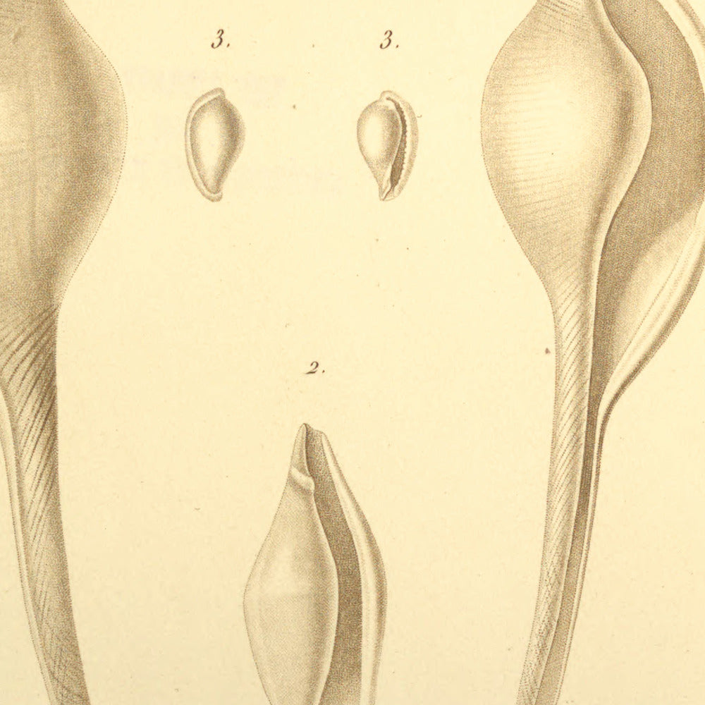 Ovula volva, Ovula intermedia and Ovula cristallina — Ovule navette, Ovule intermédiaire and Ovule cristalline, hand-engraved plate 4 from Kiener, Coquilles vivantes, Paris.