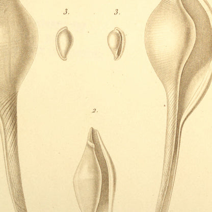 Ovula volva, Ovula intermedia and Ovula cristallina — Ovule navette, Ovule intermédiaire and Ovule cristalline, hand-engraved plate 4 from Kiener, Coquilles vivantes, Paris.
