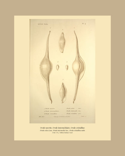 Ovula volva, Ovula intermedia and Ovula cristallina — Ovule navette, Ovule intermédiaire and Ovule cristalline, hand-engraved plate 4 from Kiener, Coquilles vivantes, Paris.