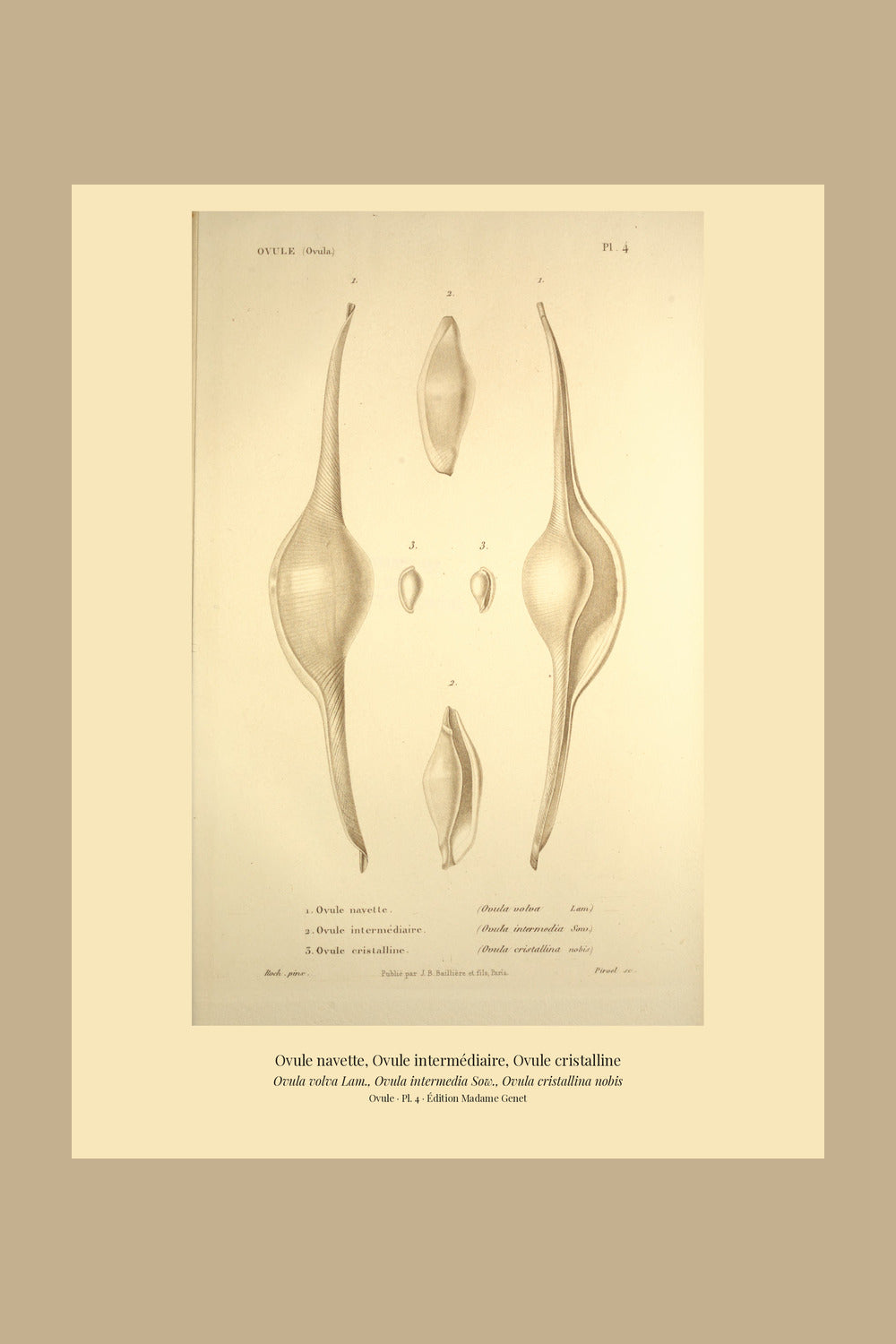Ovula volva, Ovula intermedia and Ovula cristallina — Ovule navette, Ovule intermédiaire and Ovule cristalline, hand-engraved plate 4 from Kiener, Coquilles vivantes, Paris.