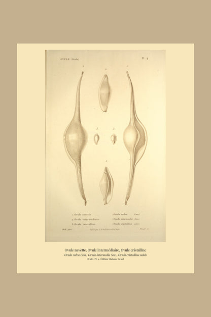 Ovula volva, Ovula intermedia and Ovula cristallina — Ovule navette, Ovule intermédiaire and Ovule cristalline, hand-engraved plate 4 from Kiener, Coquilles vivantes, Paris.