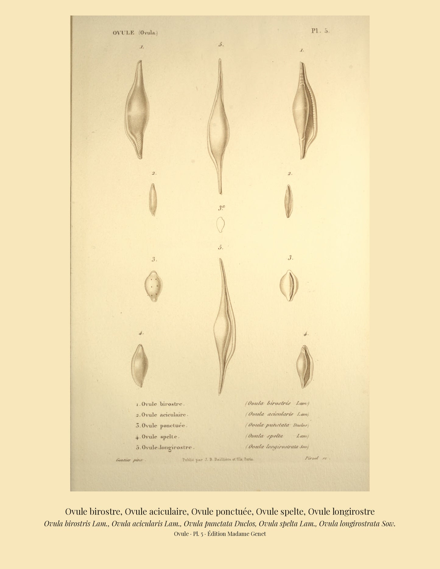 Ovula birostris, Ovula acicularis, Ovula punctata, Ovula spelta and Ovula longirostrata — Ovule birostre, Ovule aciculaire, Ovule ponctuée, Ovule spelte and Ovule longirostre, hand-engraved plate 5 from Kiener, Coquilles vivantes, Paris.