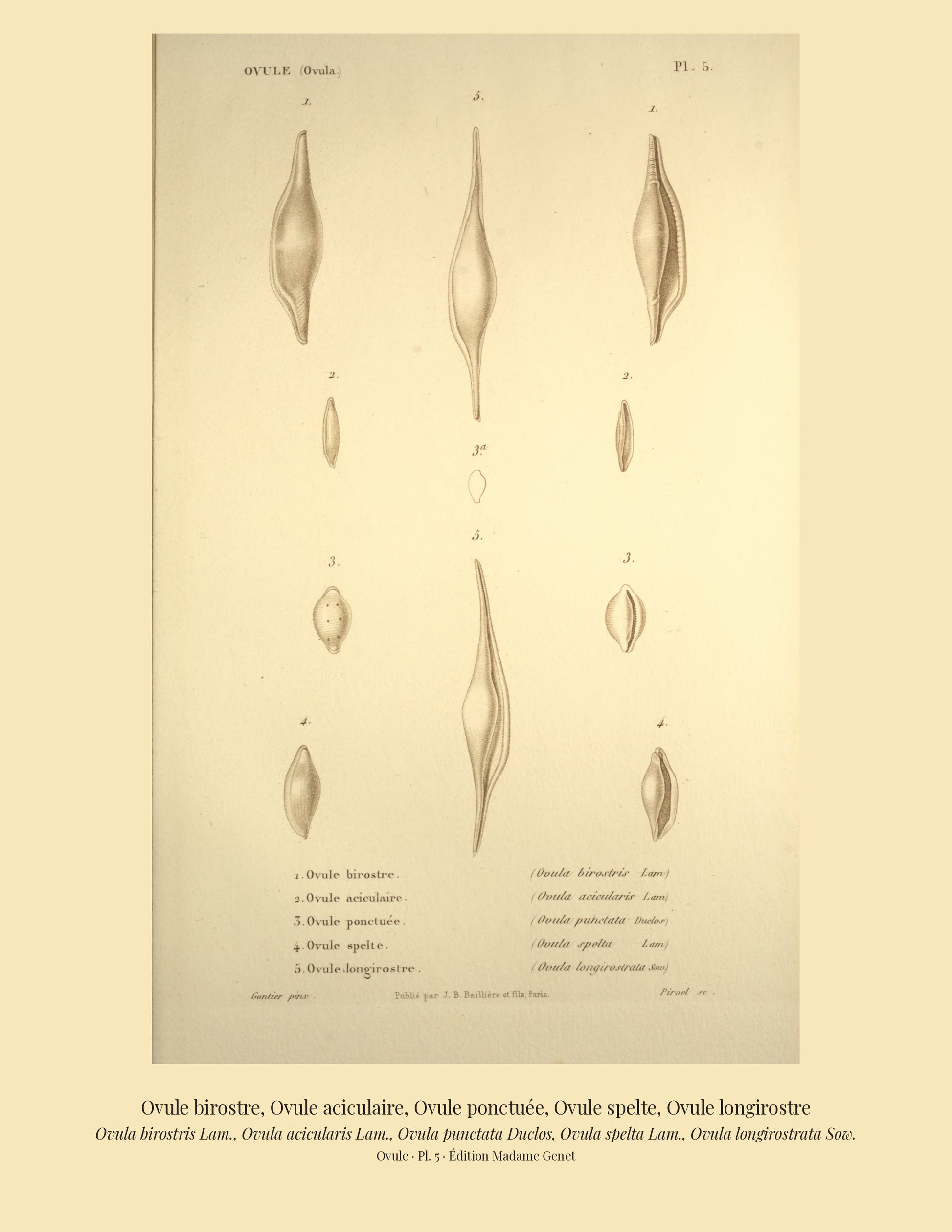 Ovula birostris, Ovula acicularis, Ovula punctata, Ovula spelta and Ovula longirostrata — Ovule birostre, Ovule aciculaire, Ovule ponctuée, Ovule spelte and Ovule longirostre, hand-engraved plate 5 from Kiener, Coquilles vivantes, Paris.