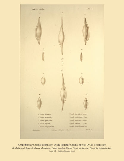 Ovula birostris, Ovula acicularis, Ovula punctata, Ovula spelta and Ovula longirostrata — Ovule birostre, Ovule aciculaire, Ovule ponctuée, Ovule spelte and Ovule longirostre, hand-engraved plate 5 from Kiener, Coquilles vivantes, Paris.