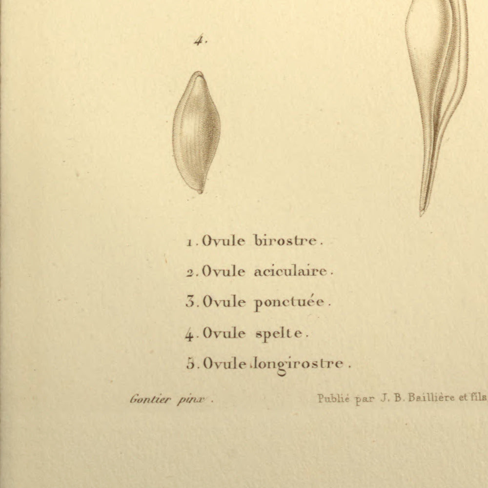 Ovula birostris, Ovula acicularis, Ovula punctata, Ovula spelta and Ovula longirostrata — Ovule birostre, Ovule aciculaire, Ovule ponctuée, Ovule spelte and Ovule longirostre, hand-engraved plate 5 from Kiener, Coquilles vivantes, Paris.