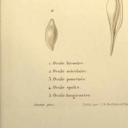 Ovula birostris, Ovula acicularis, Ovula punctata, Ovula spelta and Ovula longirostrata — Ovule birostre, Ovule aciculaire, Ovule ponctuée, Ovule spelte and Ovule longirostre, hand-engraved plate 5 from Kiener, Coquilles vivantes, Paris.