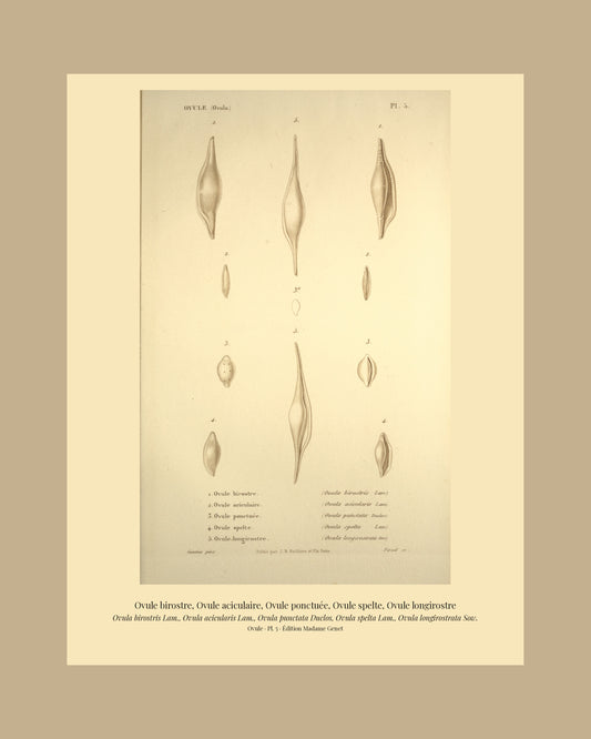 Ovula birostris, Ovula acicularis, Ovula punctata, Ovula spelta and Ovula longirostrata — Ovule birostre, Ovule aciculaire, Ovule ponctuée, Ovule spelte and Ovule longirostre, hand-engraved plate 5 from Kiener, Coquilles vivantes, Paris.