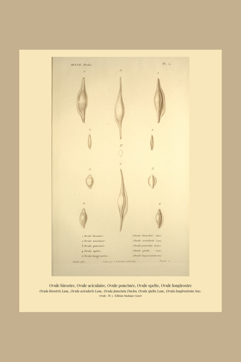 Ovula birostris, Ovula acicularis, Ovula punctata, Ovula spelta and Ovula longirostrata — Ovule birostre, Ovule aciculaire, Ovule ponctuée, Ovule spelte and Ovule longirostre, hand-engraved plate 5 from Kiener, Coquilles vivantes, Paris.