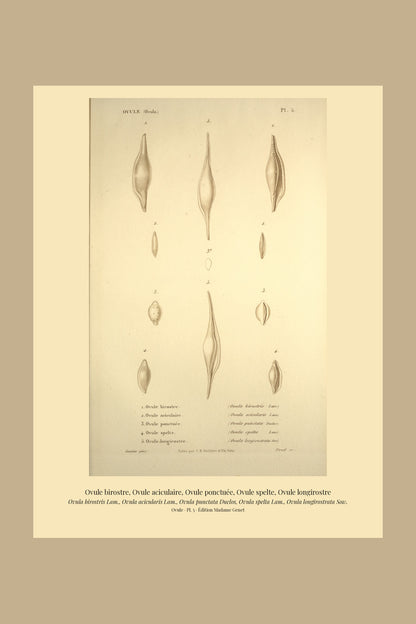 Ovula birostris, Ovula acicularis, Ovula punctata, Ovula spelta and Ovula longirostrata — Ovule birostre, Ovule aciculaire, Ovule ponctuée, Ovule spelte and Ovule longirostre, hand-engraved plate 5 from Kiener, Coquilles vivantes, Paris.