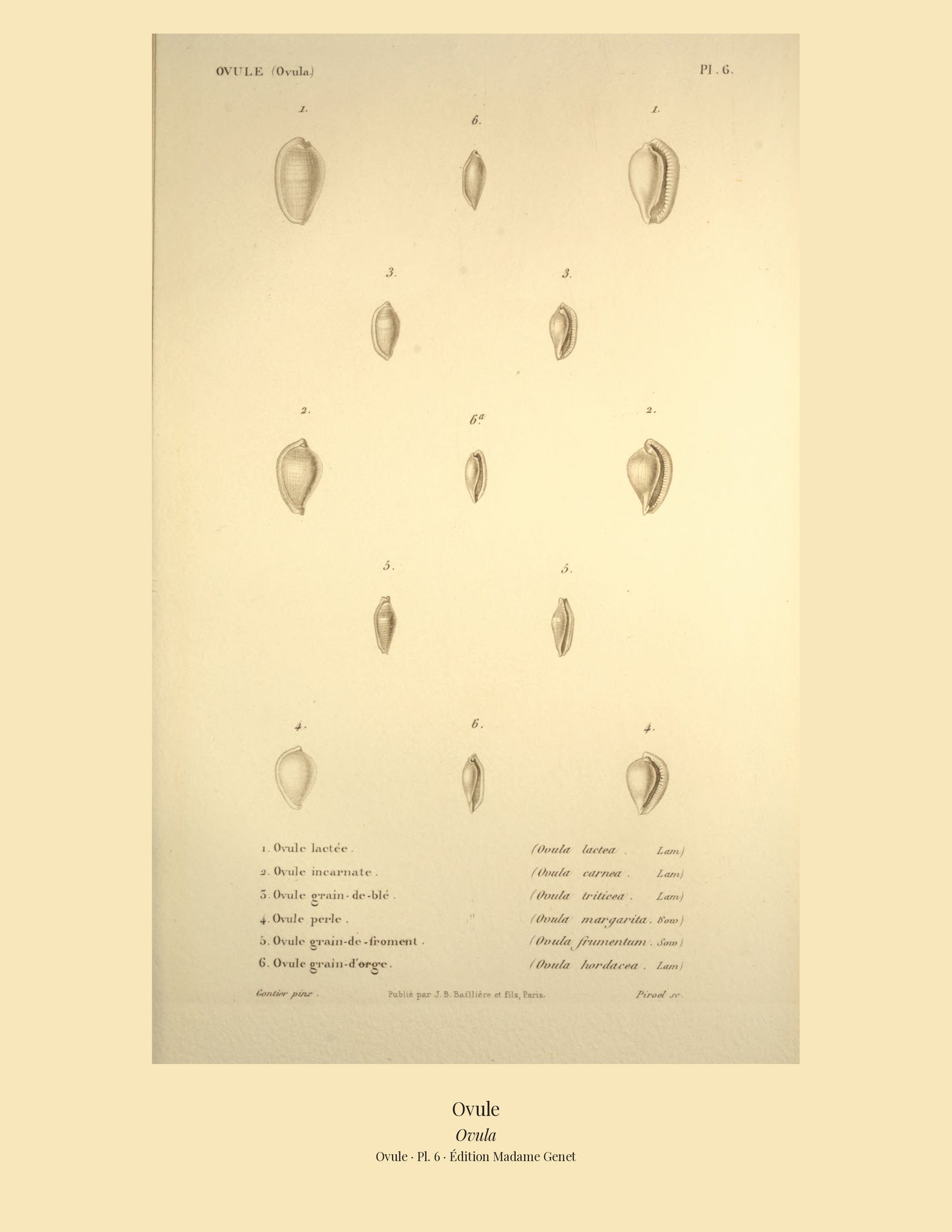 Ovula lactea, Ovula carnea, Ovula triticea, Ovula margarita, Ovula frumentum and Ovula hordacea — Ovule lactée, Ovule incarnate, Ovule grain-de-blé, Ovule perle, Ovule grain-de-froment and Ovule grain-d'orge, hand-engraved plate 6 from Kiener, Coquilles vivantes, Paris.