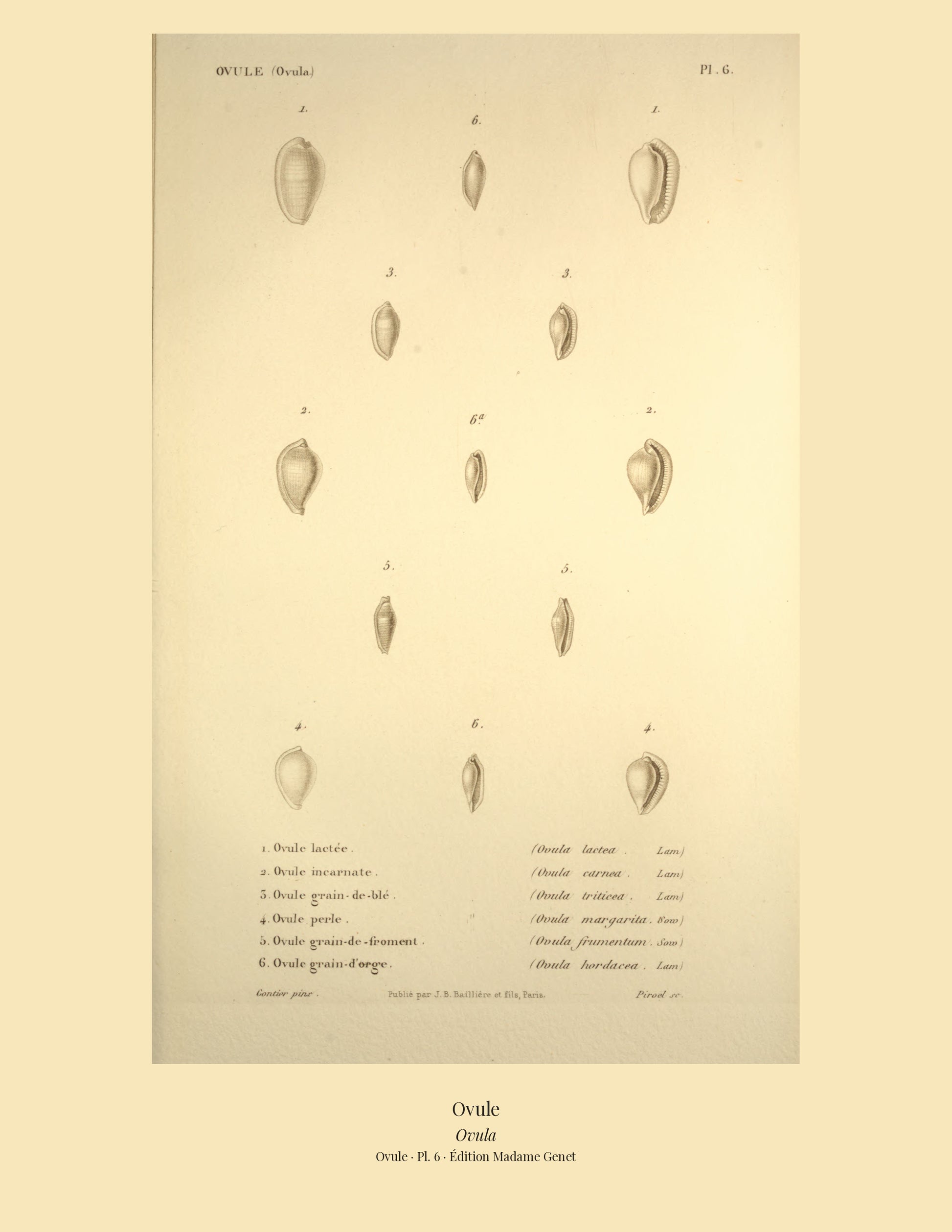Ovula lactea, Ovula carnea, Ovula triticea, Ovula margarita, Ovula frumentum and Ovula hordacea — Ovule lactée, Ovule incarnate, Ovule grain-de-blé, Ovule perle, Ovule grain-de-froment and Ovule grain-d'orge, hand-engraved plate 6 from Kiener, Coquilles vivantes, Paris.