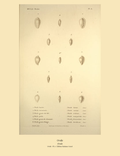 Ovula lactea, Ovula carnea, Ovula triticea, Ovula margarita, Ovula frumentum and Ovula hordacea — Ovule lactée, Ovule incarnate, Ovule grain-de-blé, Ovule perle, Ovule grain-de-froment and Ovule grain-d'orge, hand-engraved plate 6 from Kiener, Coquilles vivantes, Paris.