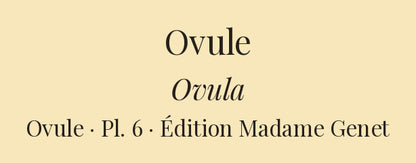 Ovula lactea, Ovula carnea, Ovula triticea, Ovula margarita, Ovula frumentum and Ovula hordacea — Ovule lactée, Ovule incarnate, Ovule grain-de-blé, Ovule perle, Ovule grain-de-froment and Ovule grain-d'orge, hand-engraved plate 6 from Kiener, Coquilles vivantes, Paris.