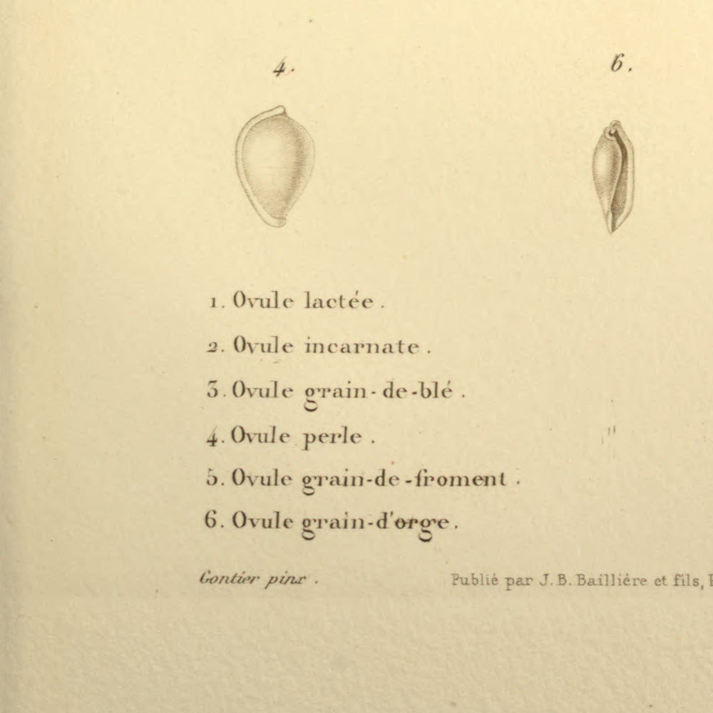 Ovula lactea, Ovula carnea, Ovula triticea, Ovula margarita, Ovula frumentum and Ovula hordacea — Ovule lactée, Ovule incarnate, Ovule grain-de-blé, Ovule perle, Ovule grain-de-froment and Ovule grain-d'orge, hand-engraved plate 6 from Kiener, Coquilles vivantes, Paris.