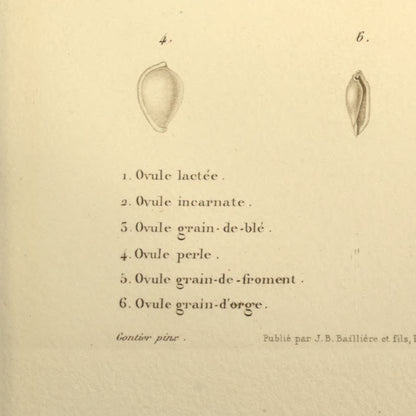 Ovula lactea, Ovula carnea, Ovula triticea, Ovula margarita, Ovula frumentum and Ovula hordacea — Ovule lactée, Ovule incarnate, Ovule grain-de-blé, Ovule perle, Ovule grain-de-froment and Ovule grain-d'orge, hand-engraved plate 6 from Kiener, Coquilles vivantes, Paris.