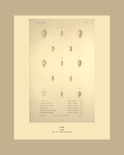 Ovula lactea, Ovula carnea, Ovula triticea, Ovula margarita, Ovula frumentum and Ovula hordacea — Ovule lactée, Ovule incarnate, Ovule grain-de-blé, Ovule perle, Ovule grain-de-froment and Ovule grain-d'orge, hand-engraved plate 6 from Kiener, Coquilles vivantes, Paris.