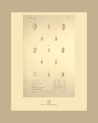 Ovula lactea, Ovula carnea, Ovula triticea, Ovula margarita, Ovula frumentum and Ovula hordacea — Ovule lactée, Ovule incarnate, Ovule grain-de-blé, Ovule perle, Ovule grain-de-froment and Ovule grain-d'orge, hand-engraved plate 6 from Kiener, Coquilles vivantes, Paris.