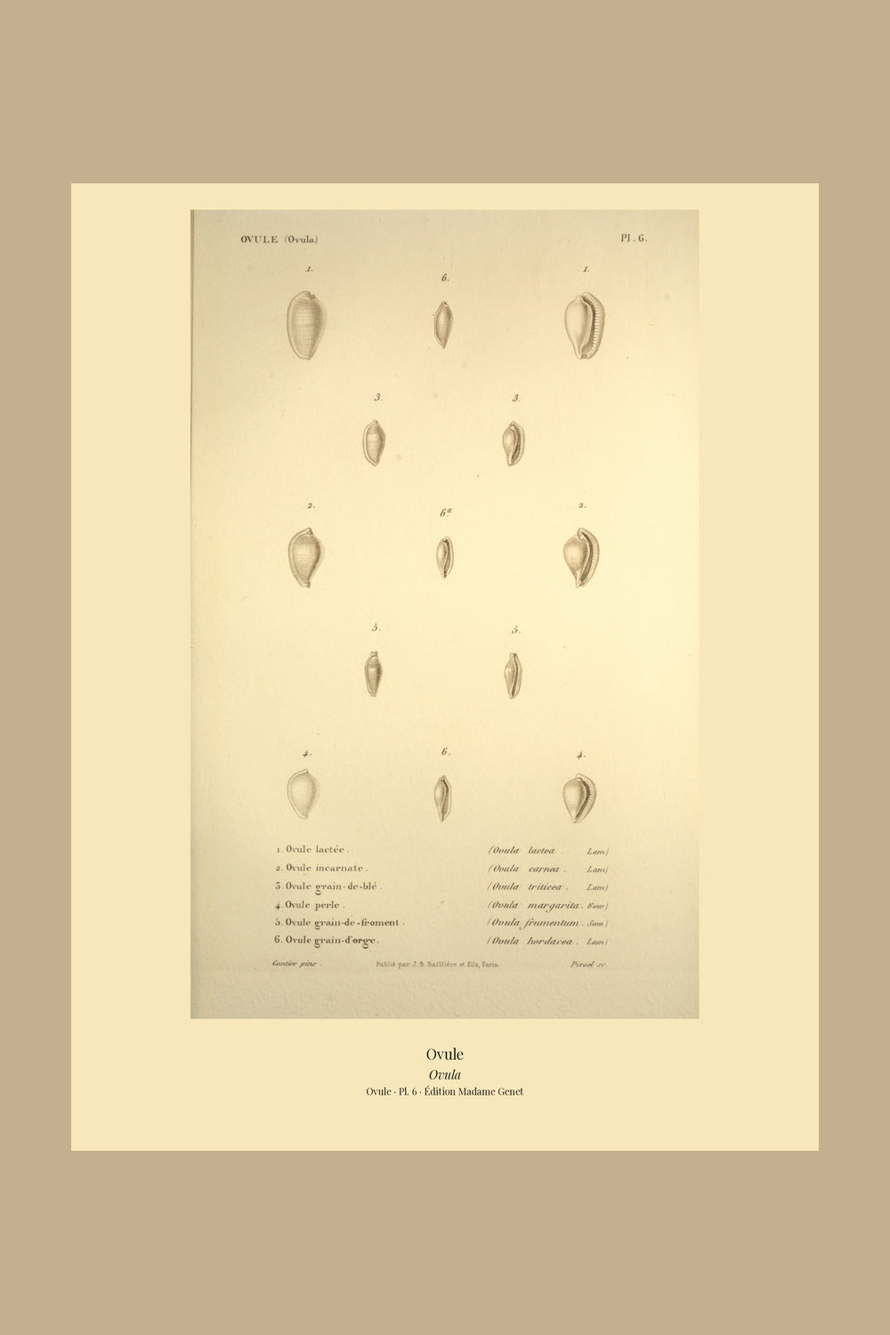 Ovula lactea, Ovula carnea, Ovula triticea, Ovula margarita, Ovula frumentum and Ovula hordacea — Ovule lactée, Ovule incarnate, Ovule grain-de-blé, Ovule perle, Ovule grain-de-froment and Ovule grain-d'orge, hand-engraved plate 6 from Kiener, Coquilles vivantes, Paris.
