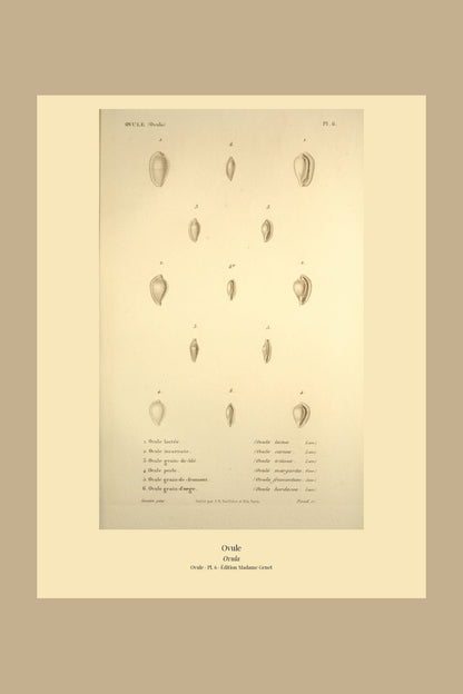 Ovula lactea, Ovula carnea, Ovula triticea, Ovula margarita, Ovula frumentum and Ovula hordacea — Ovule lactée, Ovule incarnate, Ovule grain-de-blé, Ovule perle, Ovule grain-de-froment and Ovule grain-d'orge, hand-engraved plate 6 from Kiener, Coquilles vivantes, Paris.