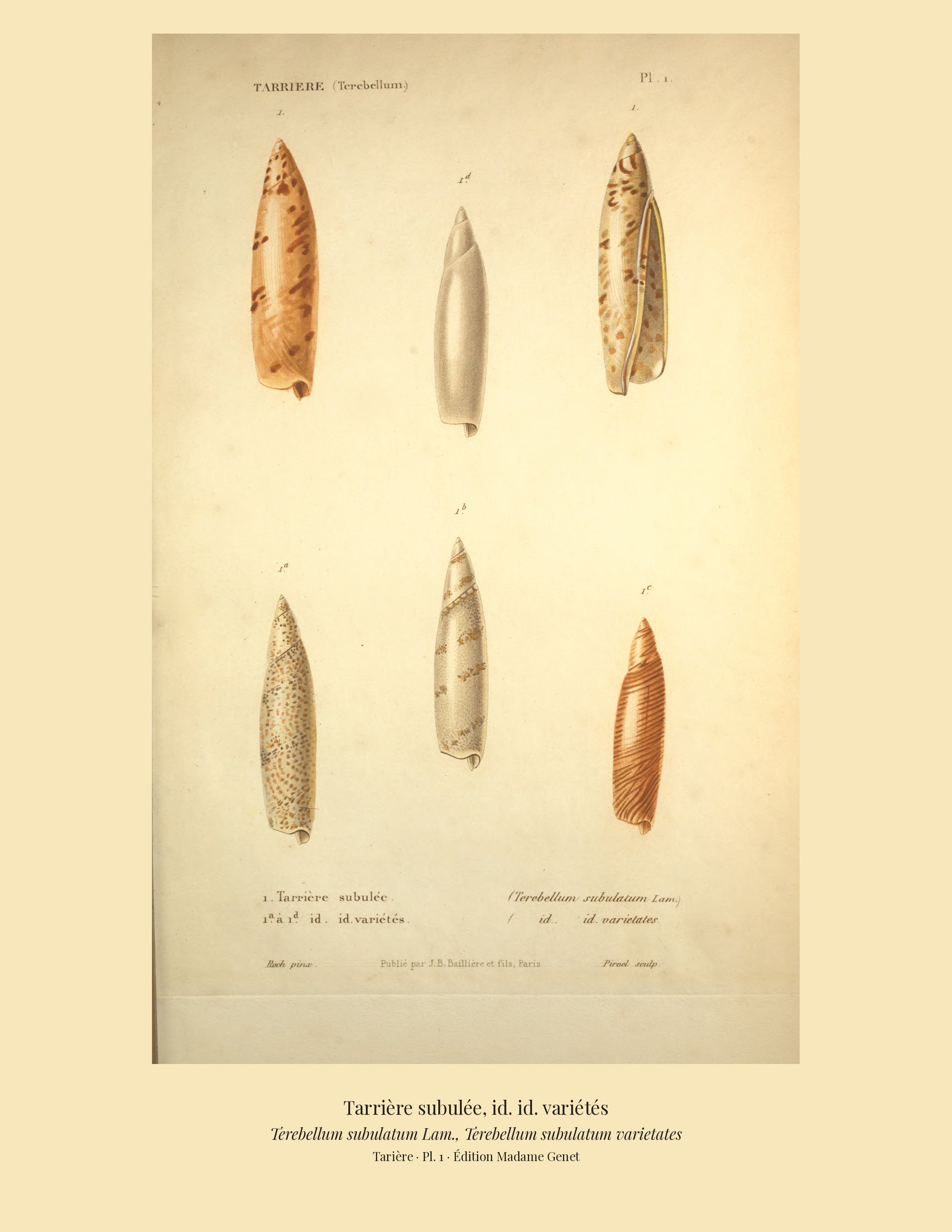Terebellum subulatum and Terebellum subulatum varietates — Tarrière subulée and id. id. variétés, hand-engraved plate 1 from Kiener, Coquilles vivantes, Paris.