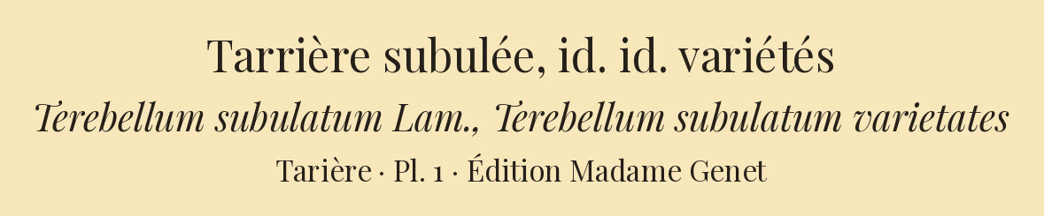 Terebellum subulatum and Terebellum subulatum varietates — Tarrière subulée and id. id. variétés, hand-engraved plate 1 from Kiener, Coquilles vivantes, Paris.
