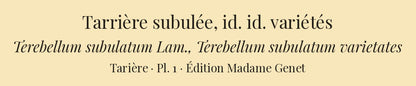 Terebellum subulatum and Terebellum subulatum varietates — Tarrière subulée and id. id. variétés, hand-engraved plate 1 from Kiener, Coquilles vivantes, Paris.