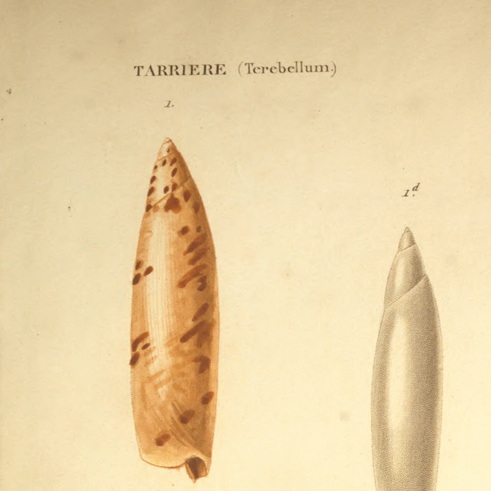 Terebellum subulatum and Terebellum subulatum varietates — Tarrière subulée and id. id. variétés, hand-engraved plate 1 from Kiener, Coquilles vivantes, Paris.