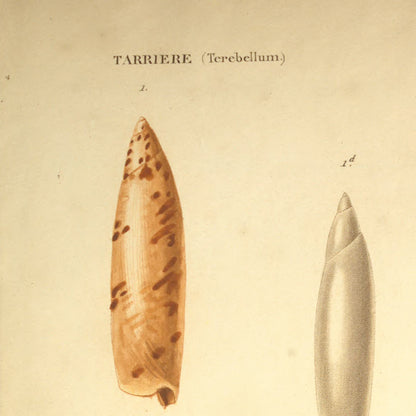 Terebellum subulatum and Terebellum subulatum varietates — Tarrière subulée and id. id. variétés, hand-engraved plate 1 from Kiener, Coquilles vivantes, Paris.