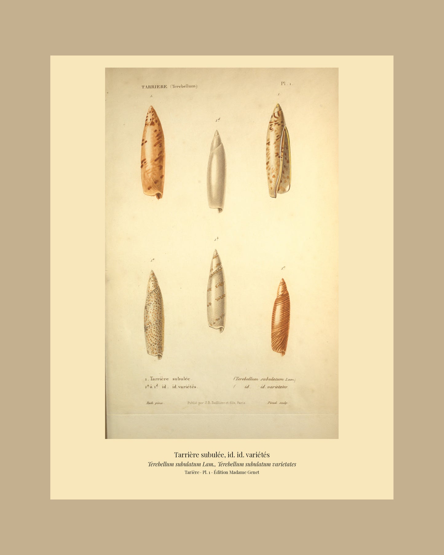 Terebellum subulatum and Terebellum subulatum varietates — Tarrière subulée and id. id. variétés, hand-engraved plate 1 from Kiener, Coquilles vivantes, Paris.